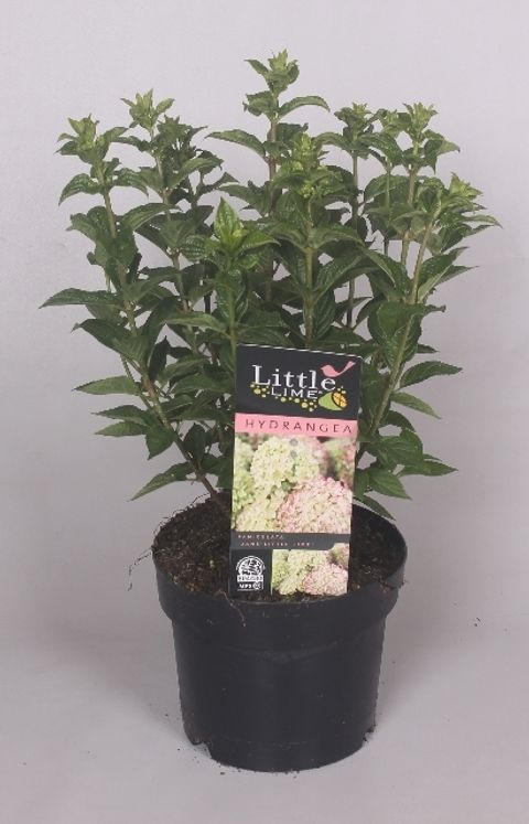 Hydrangea paniculata LITTLE LIME