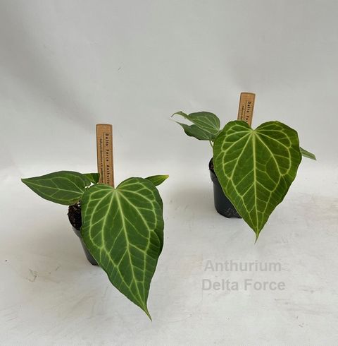Anthurium 'Delta Force'