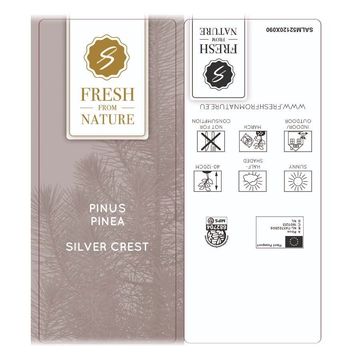 Pinus pinea 'Silver Crest'