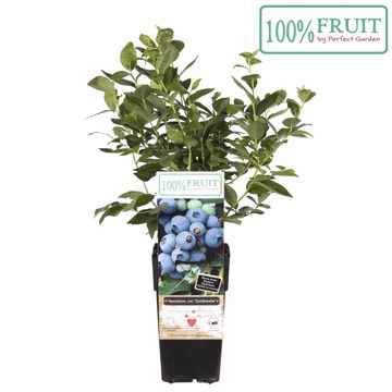 Vaccinium corymbosum 'Goldtraube 71'