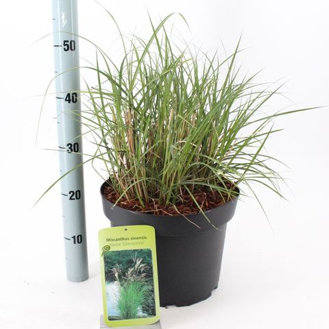 Miscanthus sinensis 'Клейни Силберспинне'