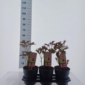 Paeonia 'Sarah Bernhardt'