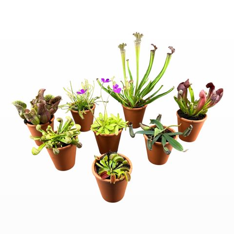 Carnivorous plants MIX