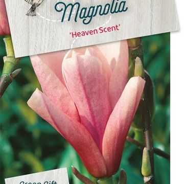 Magnolia 'Heaven Scent'