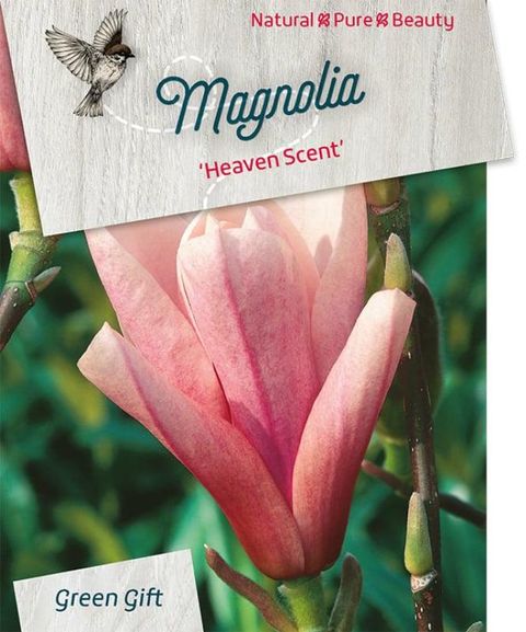 Magnolia 'Heaven Scent'