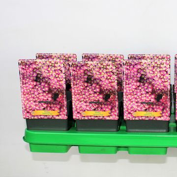 Achillea millefolium RAINBOW LIGHTNING PINK