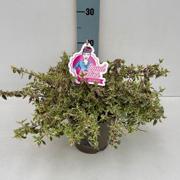 Abelia x grandiflora SWIRLEY BELLS