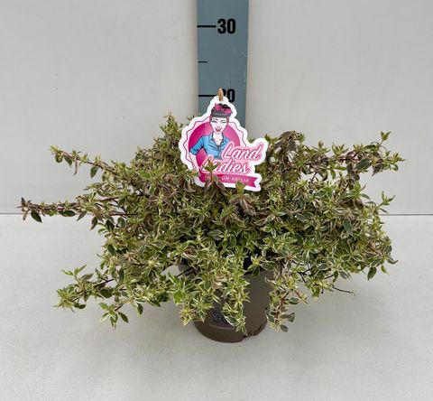 Abelia x grandiflora SWIRLEY BELLS