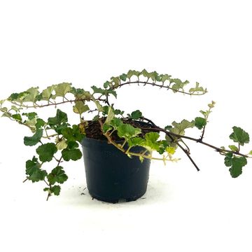 Rubus 'Betty Ashburner'