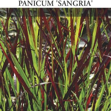 Panicum virgatum 'Sangria'