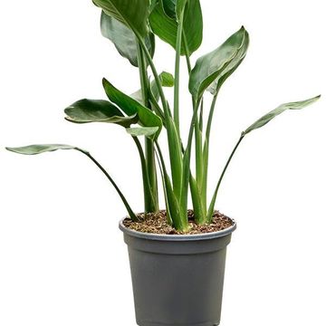Strelitzia reginae