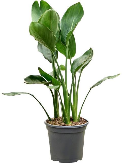 Strelitzia reginae