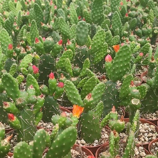 Opuntia quitensis