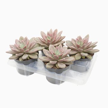 x Pachyveria 'Rosy Crow'