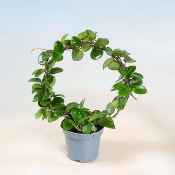 Hoya 'Mathilde'