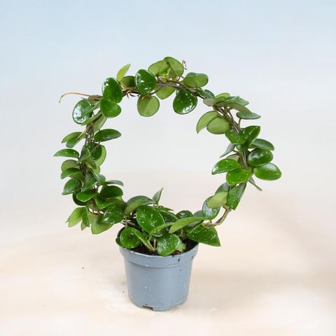 Hoya 'Mathilde'