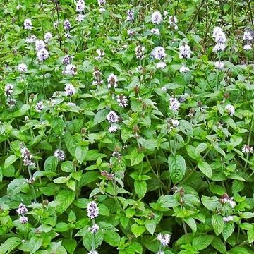 Mentha aquatica