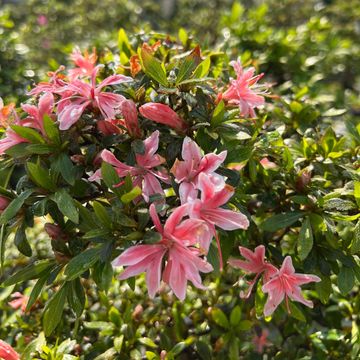 Rhododendron indicum 'Nikko'