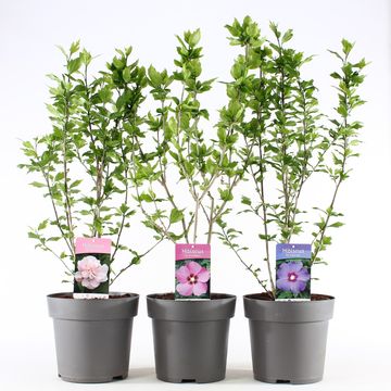 Hibiscus syriacus MIX