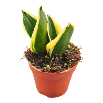 Sansevieria trifasciata 'Jade Pagoda'