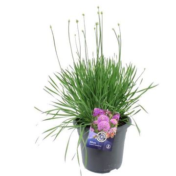 Allium 'Medusas Hair'