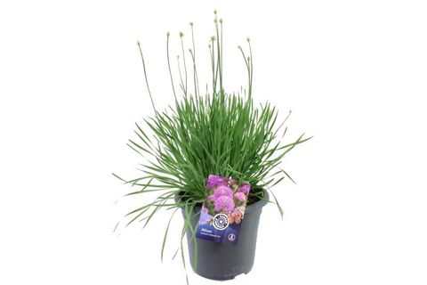 Allium 'Medusas Hair'