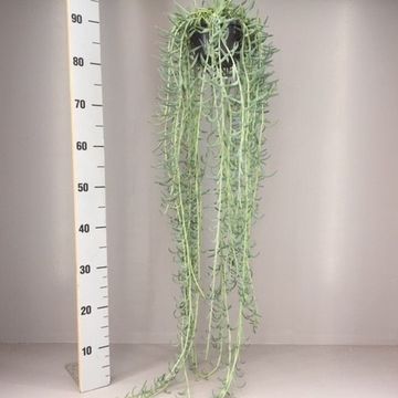 Senecio radicans