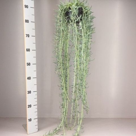Senecio radicans