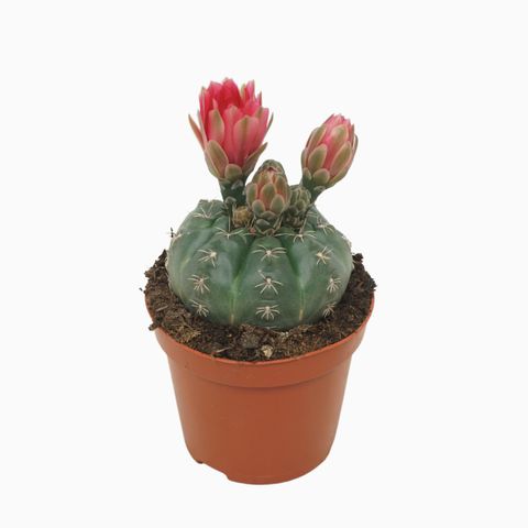 Gymnocalycium baldianum