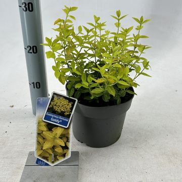 Euonymus fortunei GOLDY