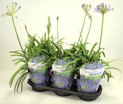 Agapanthus SUMMER LOVE BLUE