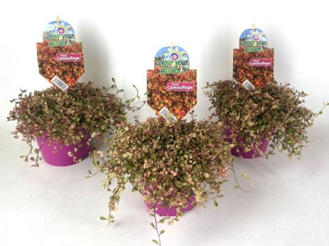 Muehlenbeckia complexa 'Pink Camouflage'