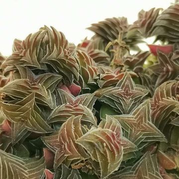 Crassula capitella thyrsiflora