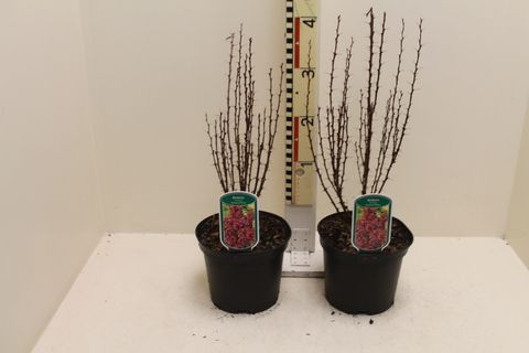 Berberis thunbergii 'Helmond Pillar'