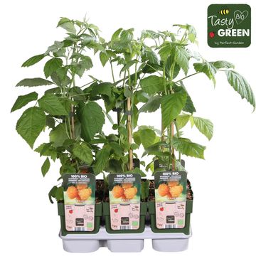 Rubus idaeus 'Golden Everest'