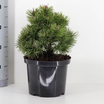 Pinus mugo 'Мопс'