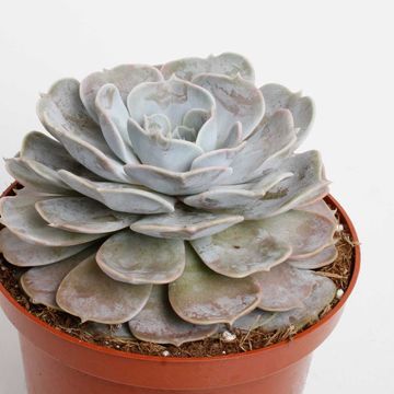 Echeveria runyonii