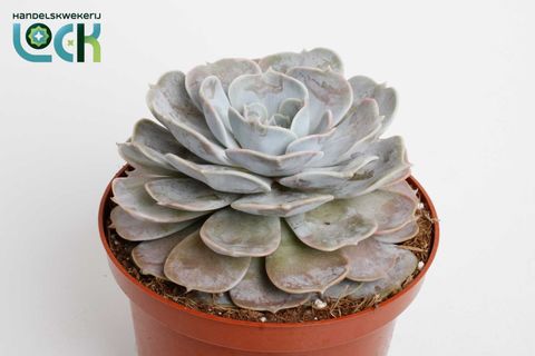Echeveria runyonii