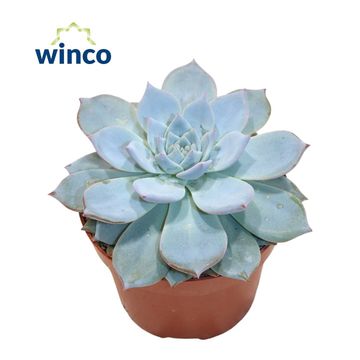 Echeveria 'Blue Bird'