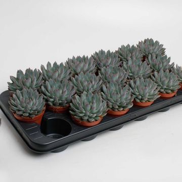 Echeveria 'Pelusida'