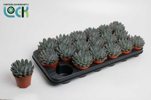 Echeveria 'Pelusida'