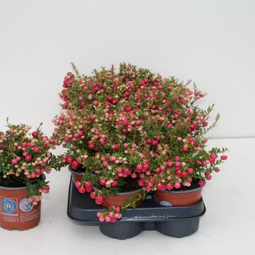 Gaultheria mucronata
