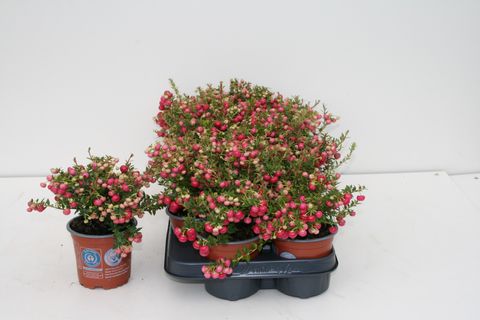 Gaultheria mucronata