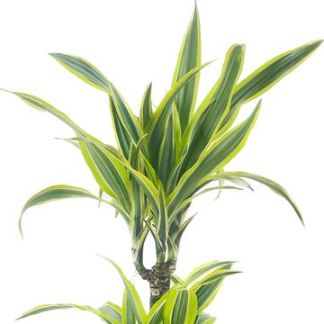 Dracaena fragrans 'Lemon Lime'