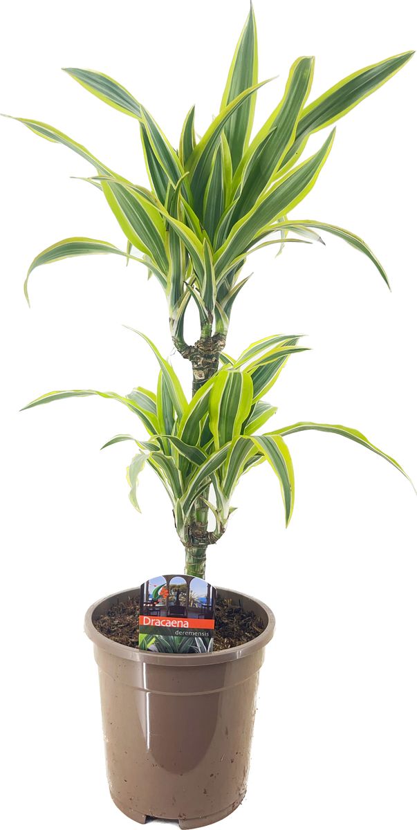 Dracena Fragrans (Dracaena fragrans, dracény vonné, bílými pruhy, Dracéna vonná, dracénu vonnou) Dracena Fragrans