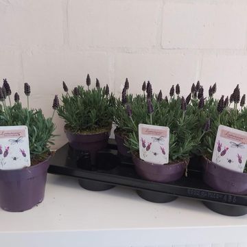 Lavandula stoechas LAMOROSIA PURPLE FLAG