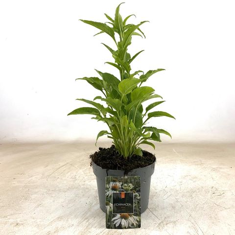 Echinacea purpurea 'Alba'