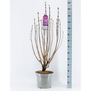 Syringa vulgaris 'Belle de Nancy'