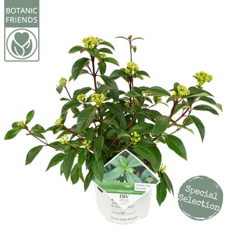 Viburnum davidii YIN