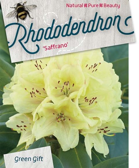 Rhododendron 'Saffrano'